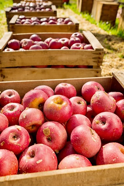 이탈리아 일반 사과 나무 상자 — 스톡 사진