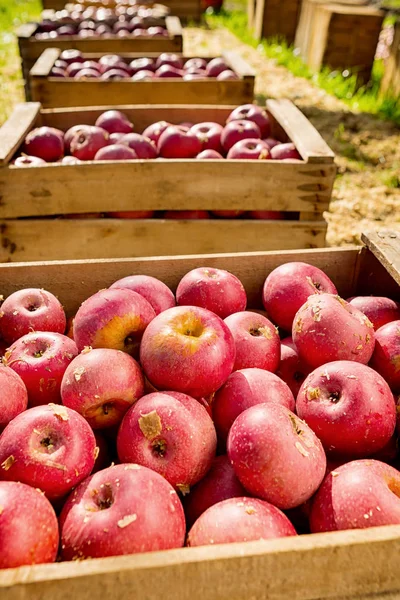 Pommes typiques italiennes dans une boîte en bois — Photo