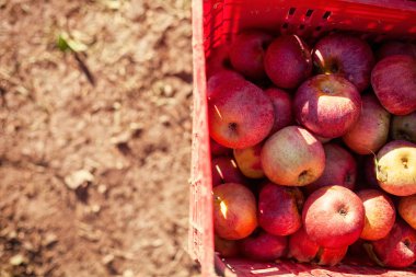 Bir kutu İtalyan tipik elma