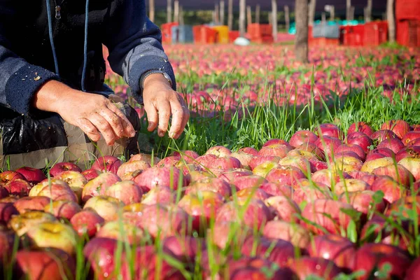 Trabajador recogiendo manzanas —  Fotos de Stock