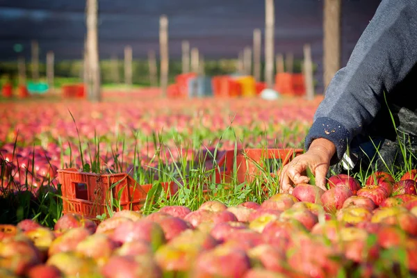 Trabajador recogiendo manzanas —  Fotos de Stock