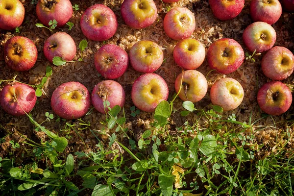 Manzanas típicas italianas —  Fotos de Stock