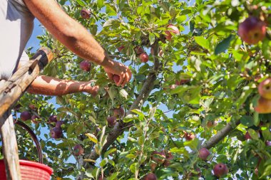 Alt malzeme çekme İtalyan tipik elma 