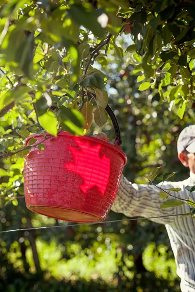 Trabajador recogiendo manzanas típicas italianas —  Fotos de Stock