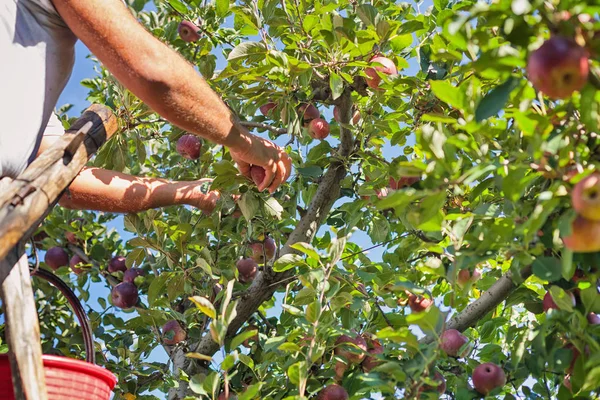 Alt malzeme çekme İtalyan tipik elma 