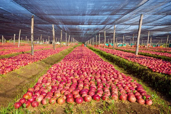 Plantación típica italiana de manzanas —  Fotos de Stock