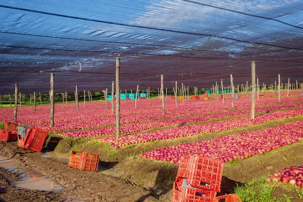 Italienska typiska äpplen plantation — Stockfoto