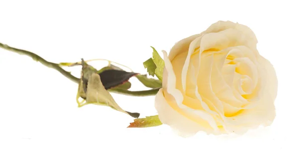 Białych kwiatów materiałów sztucznych na białym tle piękny róża — Zdjęcie stockowe