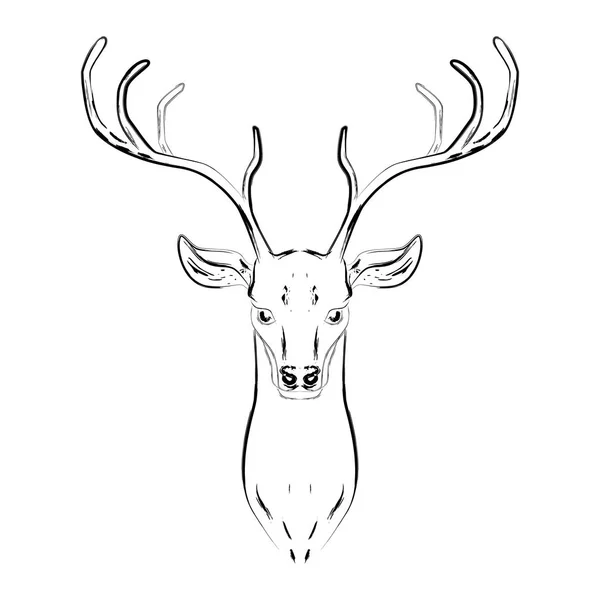 Erkek geyik boynuzları, baş