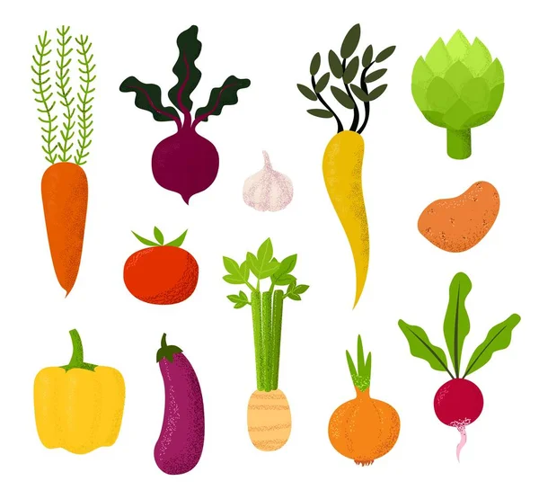 Ilustración de todo tipo de verduras Remolacha, tomate, papa, zanahoria y berenjena, apio, ajo, rábano — Vector de stock