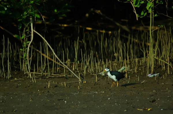 Fehér Mellű Vízimadár Amaurornis Phoenicurus Rallidae Család Vízimadara Amely Széles — Stock Fotó