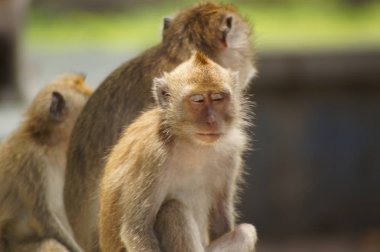 Crab-eating monkeys (Macaca fascicularis), also known as long-tailed macaques, are primates originating from Southeast Asia. These monkeys are very adaptive, including wild animals that follow humans. clipart