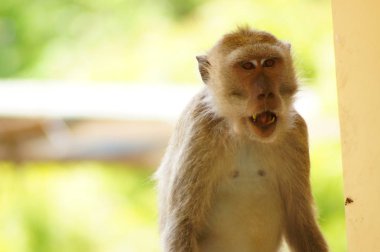 Crab-eating monkeys (Macaca fascicularis), also known as long-tailed macaques, are primates originating from Southeast Asia. These monkeys are very adaptive, including wild animals that follow humans. clipart