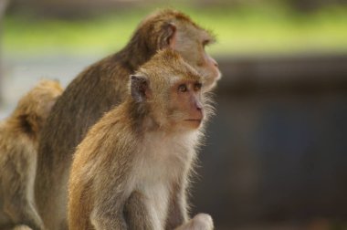 Yengeç yiyen maymunlar (Macaca fascicularis), uzun kuyruklu makaklar olarak da bilinir, Güneydoğu Asya kökenli primatlardır. Bu maymunlar, insanları takip eden vahşi hayvanlar da dahil, çok uyumludurlar..