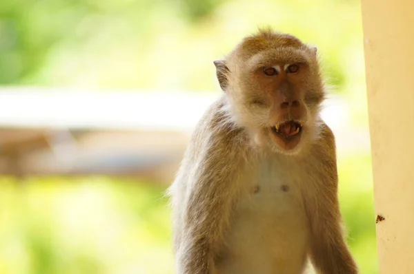 Крабоедные Обезьяны Macaca Fascicularis Известные Длиннохвостые Макаки Являются Приматами Происходящими — стоковое фото