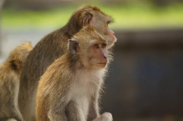 Los Monos Come Cangrejos Macaca Fascicularis También Conocidos Como Macacos —  Fotos de Stock