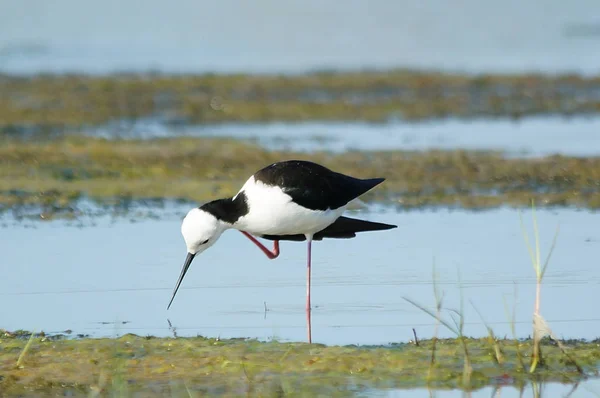 Пестроголовые Ходули Himantopus Leucocephalus Известные Белоголовые Ходули Являются Птицами Семейства — стоковое фото