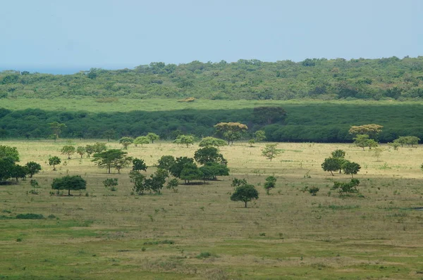 Savana Dominada Por Grama Seca Algumas Árvores Que Espalham Com — Fotografia de Stock