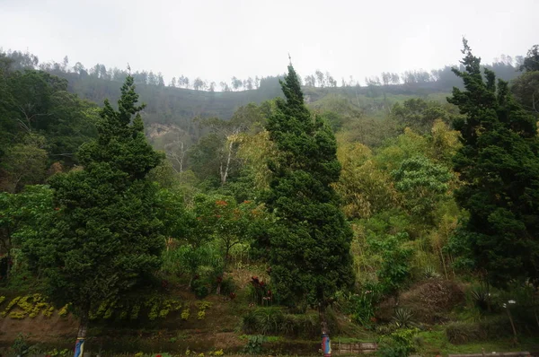 Uma Floresta Com Uma Variedade Árvores Plantas Uma Montanha Florestas Imagens De Bancos De Imagens Sem Royalties