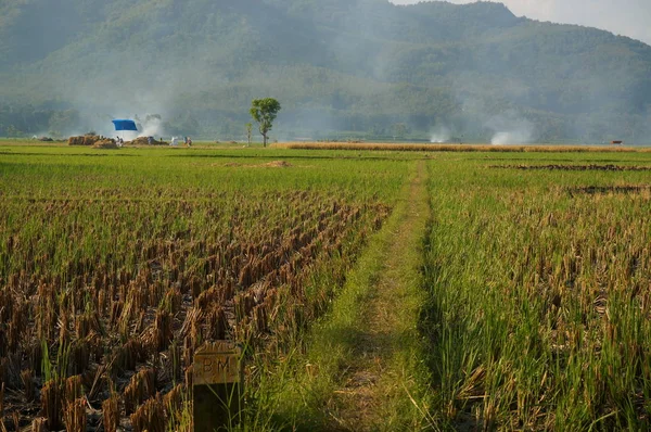 Fields that are used for growing rice and at harvest time, rice plants after planting by terracing farming methods