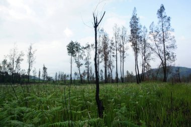 İjen dağ yamacının kendine has bir cazibesi ve serin bir atmosferi var. Ayrıca dağın altında uzanan güzel manzaranın yanı sıra..