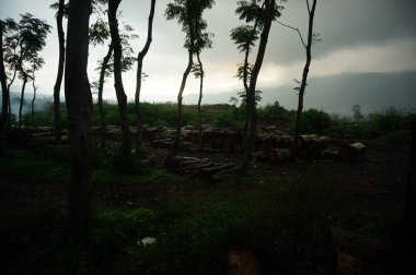 Ormandaki ağaçları kesmenin ve ormanların tahrip edilmesine neden olan keresteler..