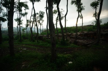 Ormandaki ağaçları kesmenin ve ormanların tahrip edilmesine neden olan keresteler..