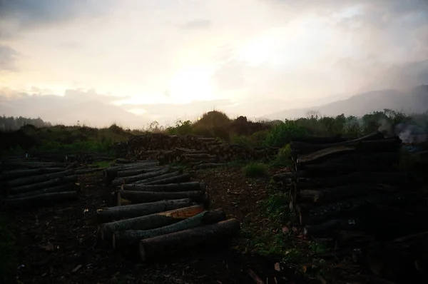 Madeira Resulta Corte Árvores Floresta Seu Impacto Desmatamento Imagem De Stock