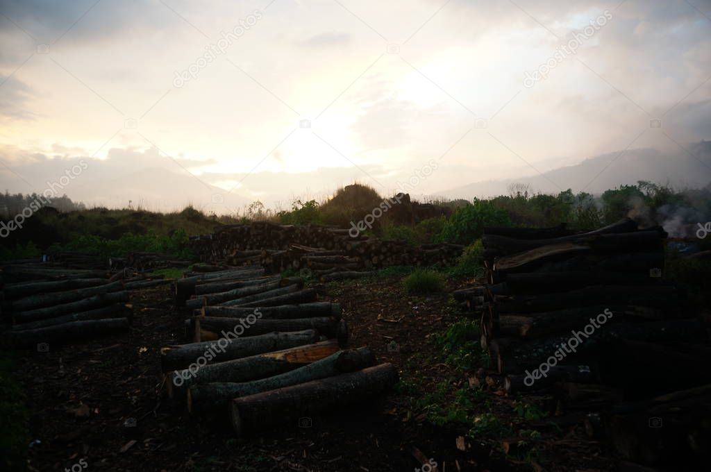 Timber results from cutting down trees in the forest and having an impact on it deforestation.