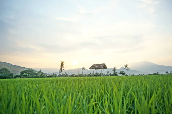 Fields that are used for growing rice and at harvest time, rice plants after planting by terracing farming methods