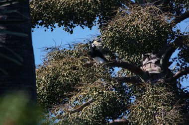 Oryantal boynuz gagası (Anthracoceros albirostris), Asya boynuz gagalarının en küçük ve en yaygın olanı olarak kabul edilir, doğal habitatı astropikal veya tropikal değildir..