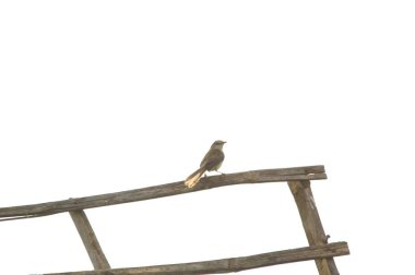 Prinia inornata, Kisticolidae familyasından bir kuş türü. Güneydoğu Asya 'da bataklık ve yüksek otlaklarda yaşayan kuşlar bulundu.
