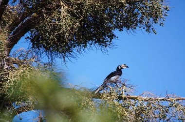 Oryantal boynuz gagası (Anthracoceros albirostris), Asya boynuz gagalarının en küçük ve en yaygın olanı olarak kabul edilir, doğal habitatı astropikal veya tropikal değildir..