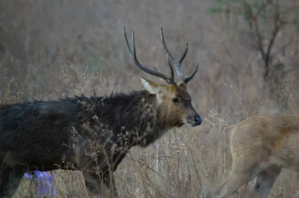 Cerf Java Deer Timorensis Est Type Cerf Endémique Des Îles — Photo