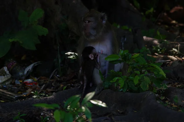 Yengeç Yiyen Maymunlar Macaca Fascicularis Uzun Kuyruklu Makaklar Olarak Bilinir — Stok fotoğraf