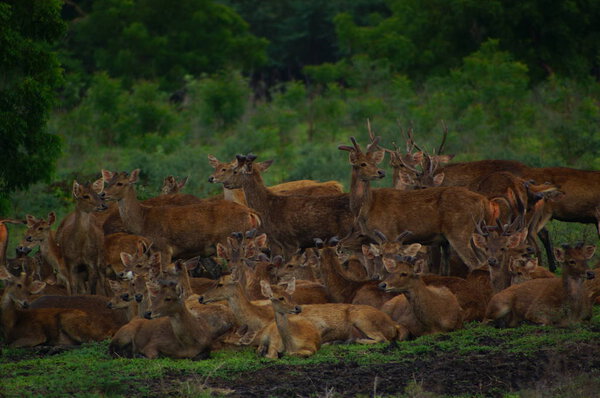 Java deer (Deer timorensis) is a type of deer that is endemic to the islands of Java, Bali and Timor (including Timor Leste) in Indonesia.