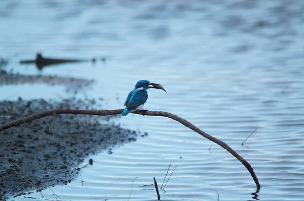 The cerulean kingfisher (Alcedo coerulescens) is a kingfisher in the subfamily Alcedininae which is found in parts of Indonesia. With an overall metallic blue impression.