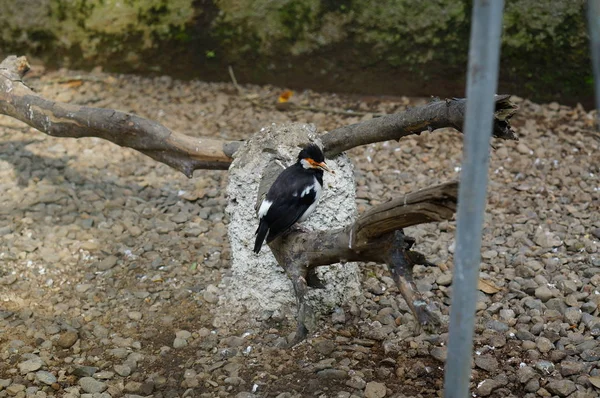 Der Rattenschwanz Gracupica Contra Ist Eine Vogelart Aus Der Familie — Stockfoto