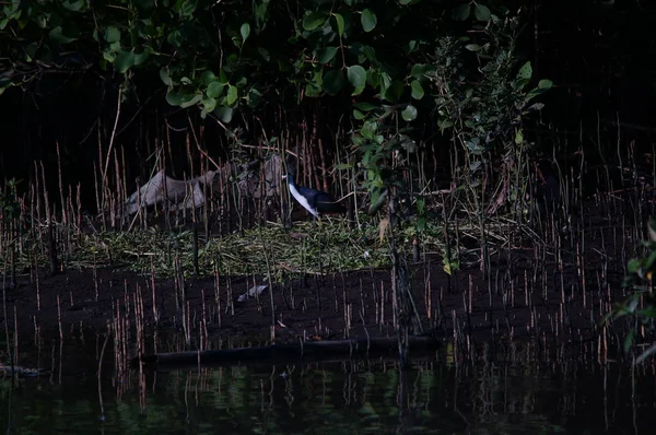 นกน าหน าอกขาว Amaurornis Phoenicurus นนกน าของตระก ลรถไฟและตระก Rallidae งกระจายอย — ภาพถ่ายสต็อก