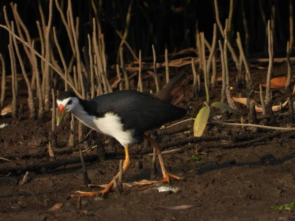 Gallina Pecho Blanco Amaurornis Phoenicurus Una Ave Acuática Familia Rallidae — Foto de Stock