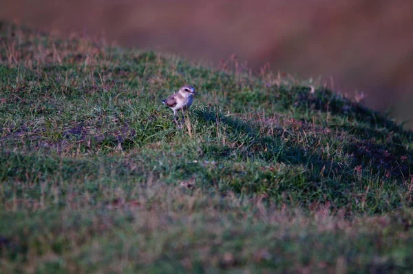 Charadrius Javanicus Est Une Espèce Oiseaux Famille Des Charadriidae Elle — Photo