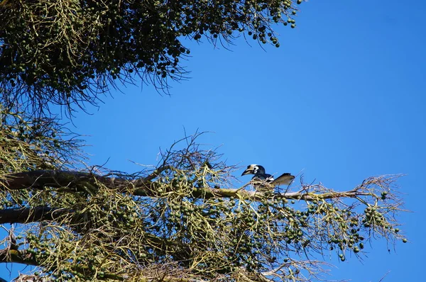 Ανατολίτικο Κατειλημμένο Hornbill Anthracoceros Albirostris Είδος Θεωρείται Από Μικρότερα Και — Φωτογραφία Αρχείου