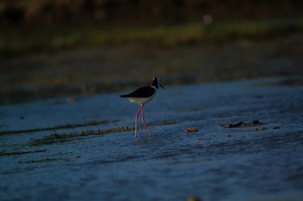 Den Pied Stilt Himantopus Leucocephalus Även Känd Som Den Vithuvad — Stockfoto