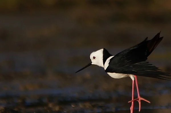 Пестроголовые Ходули Himantopus Leucocephalus Известные Белоголовые Ходули Являются Птицами Семейства — стоковое фото