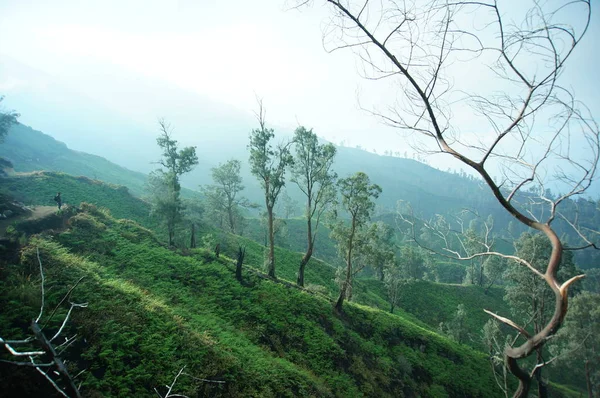 Plateau Met Een Paar Bomen Onder Voet Van Berg Ooit — Stockfoto