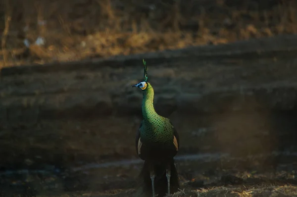 Pavão Verde Pavo Muticus Uma Espécie Pavão Encontrada Nas Florestas Imagem De Stock