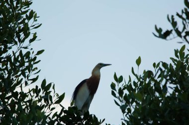 Javan havuzu balıkçıl kuşu (