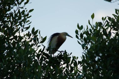 Javan havuzu balıkçıl kuşu (