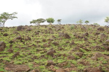 Dağın eteğinin altında birkaç ağaç olan plato bir zamanlar çorak bir yerdi.