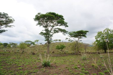 Dağın eteğinin altında birkaç ağaç olan plato bir zamanlar çorak bir yerdi.